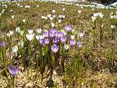 20° Crocus